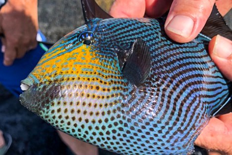 tropical fish in hands