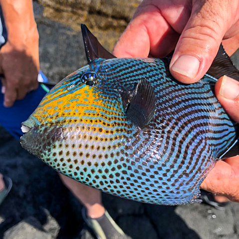 tropical fish in hands