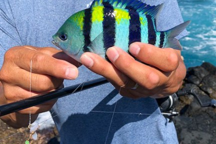 fish in hands